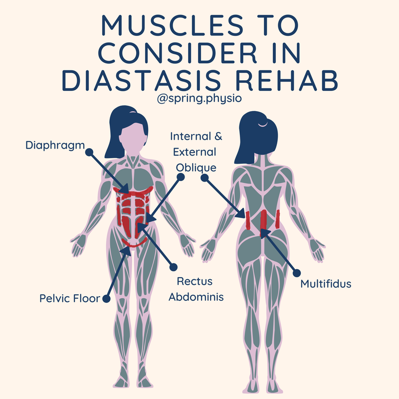 Muscles to consider in diastasis rehab