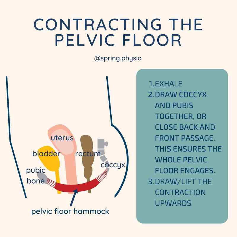 pelvic floor contraction